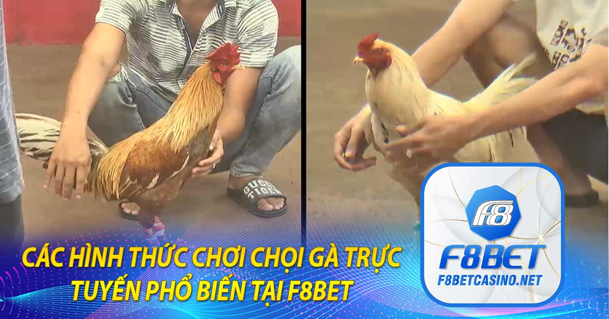 Các hình thức chơi chọi gà trực tuyến phổ biến tại F8BET