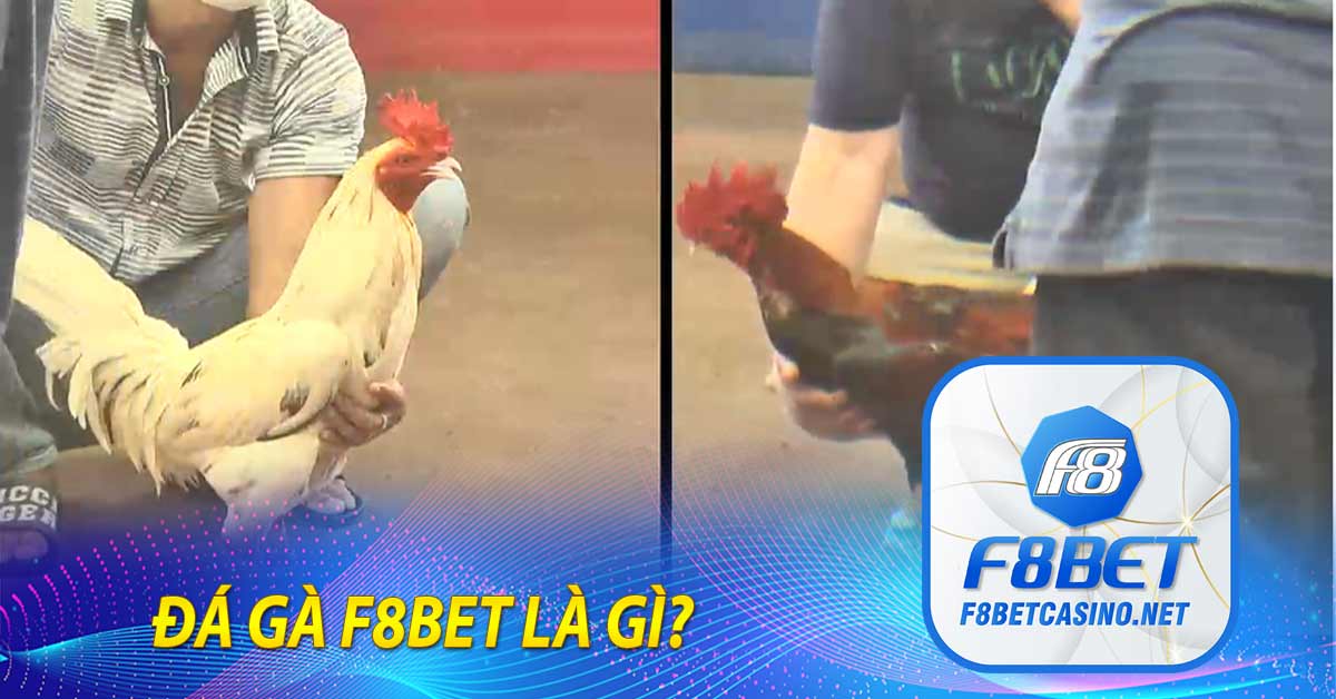 Đá gà F8BET là gì?