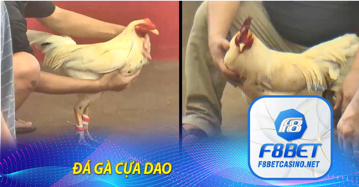Đá gà cựa dao